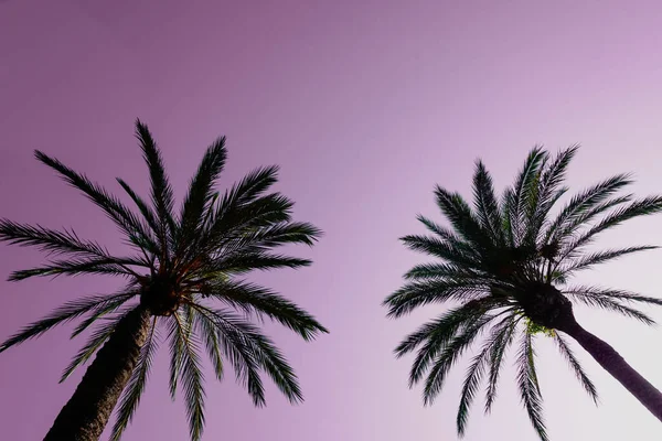 Gün Batımına Sahip Palmiye Ağaçları Güzel Bir Günbatımı Arka Planı — Stok fotoğraf