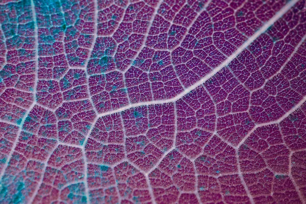 赤と紫の葉脈秋の葉抽象的な背景 — ストック写真