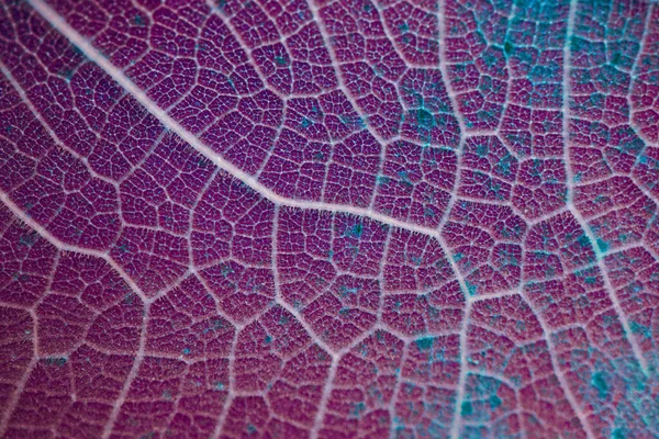 Rote Und Violette Blattadern Blätter Herbst Abstrakter Hintergrund — Stockfoto