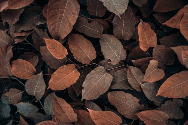 Kahverengi Japon knotweed bitkisi sonbahar mevsiminde yapraklar, kahverengi arka plan 