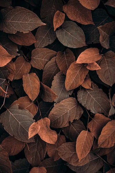 Brązowy Japoński Węzeł Roślin Liście Sezonie Jesiennym Brązowe Tło — Zdjęcie stockowe