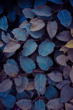 Mavi Japon knotweed bitkisi kış mevsiminde yapraklar, mavi arka plan 