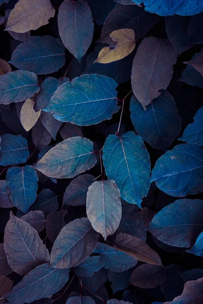 Mavi Japon knotweed bitkisi kış mevsiminde yapraklar, mavi arka plan 