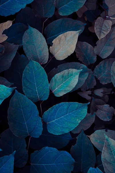 Голубой Японский Узелок Растения Листья Зимний Сезон Синий Фон Стоковое Фото