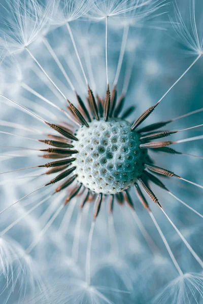 stock image beautiful dandelion flower in springtime, blue and white background 