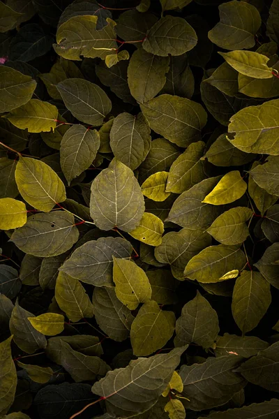 Green Yellow Japanese Knotweed Plant Leaves Autumn Season Yellow Background — Stock Photo, Image