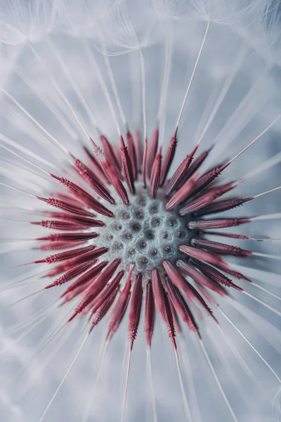 stock image beautiful dandelion flower in springtime 