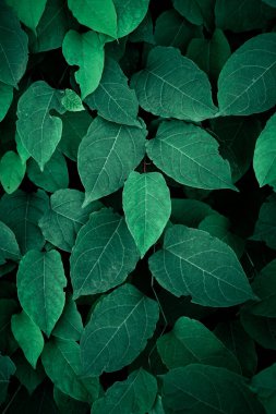 yeşil Japon knotweed bitkisi ilkbaharda yaprakları, yeşil arka plan 