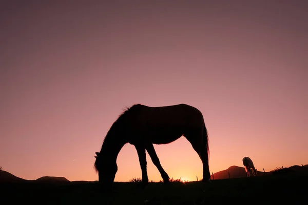 Silhouette Cavallo Campagna Bellissimo Sfondo Tramonto — Foto Stock