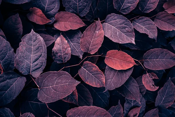 stock image red japanese knotweed plant leaves in autumn season, red background 