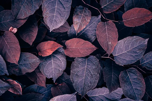 Червоний Японський Вузловий Лист Рослини Осінній Сезон Червоний Фон — стокове фото