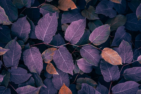 purple japanese knotweed plant leaves in autumn season, purple background