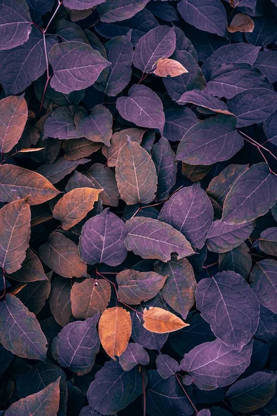 purple japanese knotweed plant leaves in autumn season, purple background