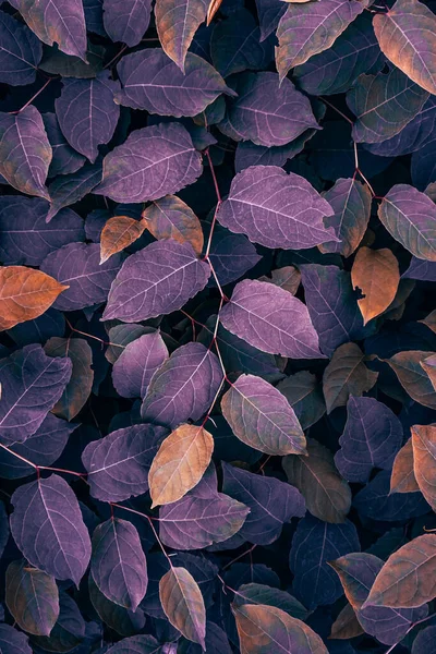 Фіолетовий Японський Вузловий Лист Рослини Осінній Сезон Фіолетовий Фон — стокове фото