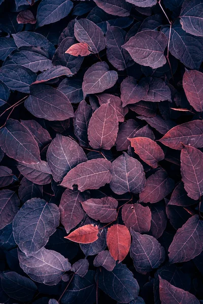 Красный Японский Узелок Листья Растения Осенний Сезон Красный Фон Стоковая Картинка