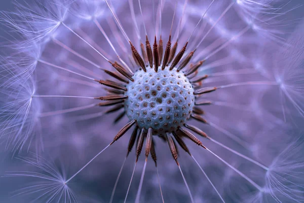 stock image Close-up of dandelion flower plant in springtime