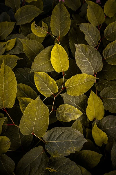 stock image green and yellow japanese knotweed plant leaves in autumn season