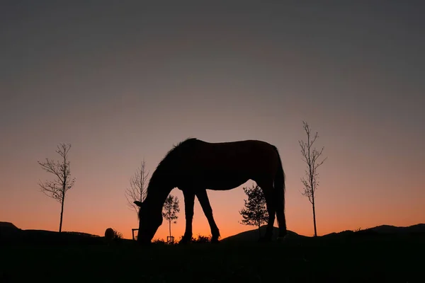 Pferdesilhouette Der Landschaft Und Schöner Sonnenuntergang Hintergrund — Stockfoto
