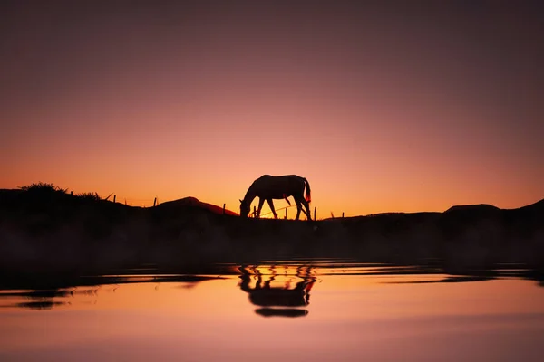 horse silhouette reflected in the water and beautiful sunset background