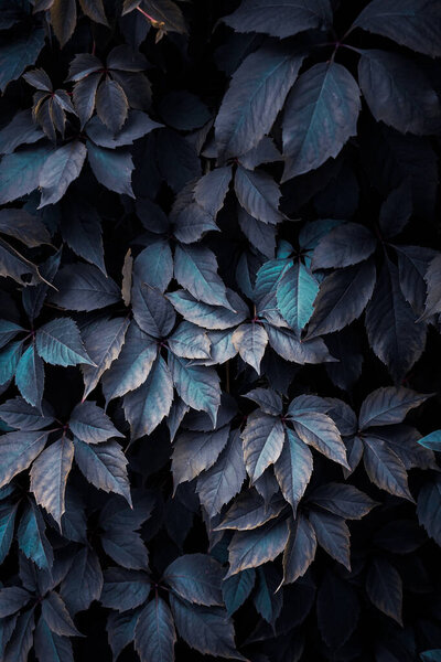 blue plant leaves in the garden, blue background 