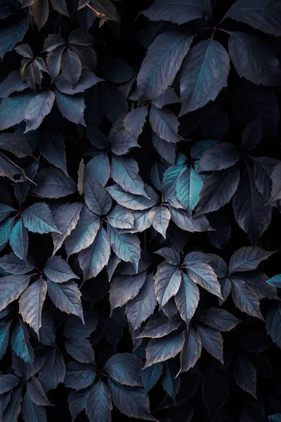 Голубые Листья Растения Саду Синий Фон Лицензионные Стоковые Фото