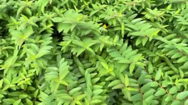 Baharda bahçede yeşil yapraklar, 4k video 