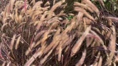 Baharda bahçeye kahverengi çiçekler, 4k video. 