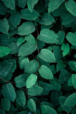 yeşil Japon knotweed bitkisi ilkbaharda yaprakları, yeşil arka plan 