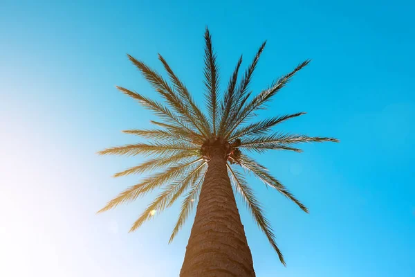 Palmiers Ciel Bleu Climat Tropical — Photo