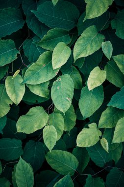 yeşil Japon knotweed bitkisi ilkbaharda yaprakları, yeşil arka plan 