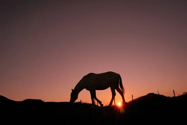 乡村马的轮廓和美丽的日落背景 — 图库照片