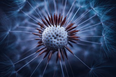 İlkbaharda güzel karahindiba çiçeği 