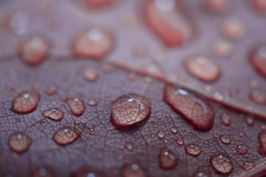 Sonbahar mevsiminde yağmurlu günlerde kırmızı yaprakta yağmur damlaları, kırmızı zemin 