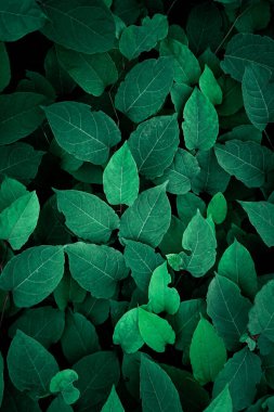 Baharda bahçede yeşil yapraklar, yeşil arkaplan 