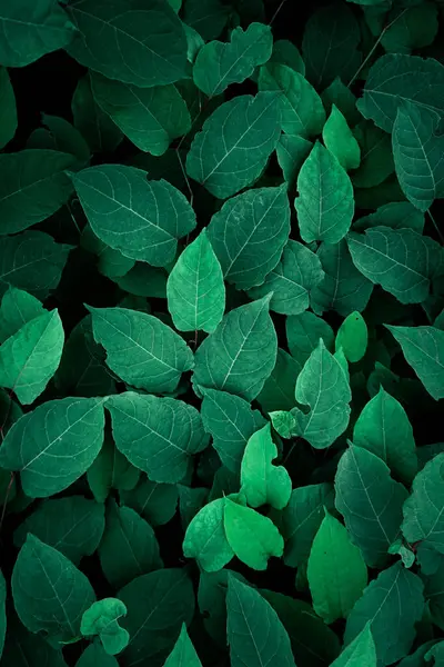 Baharda bahçede yeşil yapraklar, yeşil arkaplan 