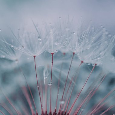 İlkbaharda karahindiba çiçeğinin tohumuna düşer, mavi arkaplan 