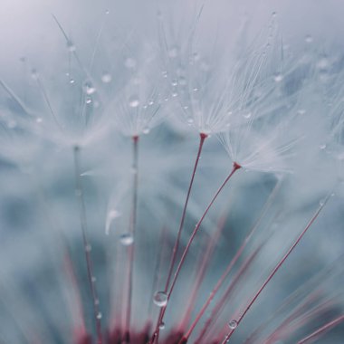 İlkbaharda karahindiba çiçeğinin tohumuna düşer, mavi arkaplan 