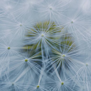 İlkbaharda güzel karahindiba tohumu 