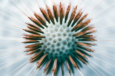 Baharda karahindiba tohumu, mavi arkaplan 