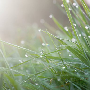 Yeşil çimlerin üzerindeki yağmur damlaları yağmurlu günlerde yapraklar 