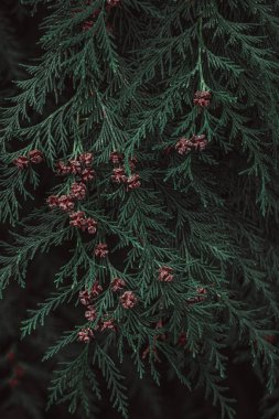 Ormanda yeşil çam ağacı yaprakları, selvi, yeşil arkaplan 