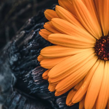 Baharda bahçede güzel bir turuncu takvim, kadife çiçeği 