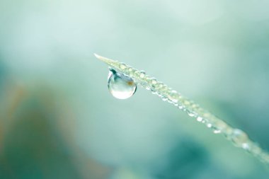 Yağmurlu günlerde bitki yaprağına yağmur damlası düşer. 