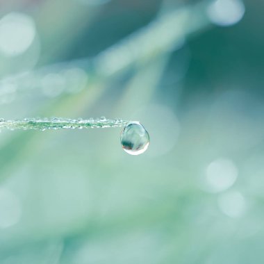 Yağmurlu günlerde bitki yaprağına yağmur damlası düşer. 