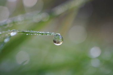 Yağmurlu günlerde bitki yaprağına yağmur damlası düşer. 