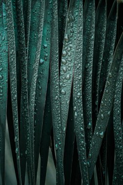 İlkbaharda palmiye yaprakları, soyut arkaplan 