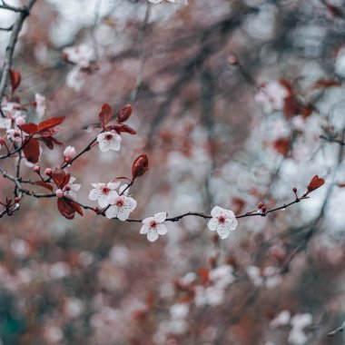 İlkbaharda güzel kiraz çiçekleri, sakura çiçekleri 