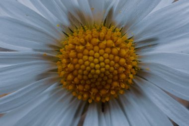 Baharda bahçede güzel papatya çiçeği 