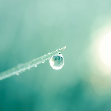 Yağmurlu günlerde bitki yaprağının üzerine yağmur damlası, mavi arkaplan 