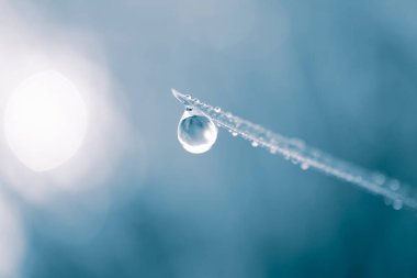 Yağmurlu günlerde bitki yaprağının üzerine yağmur damlası, mavi arkaplan 